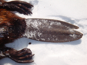 Фото Beaver tail, frozen