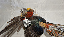 Preview Composition fighting pheasants