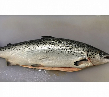Фото Salmon, fresh frozen 4-5 (aquaculture)