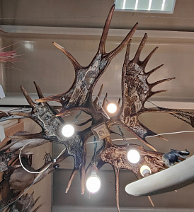 Превью Chandelier with moose horns with drawings