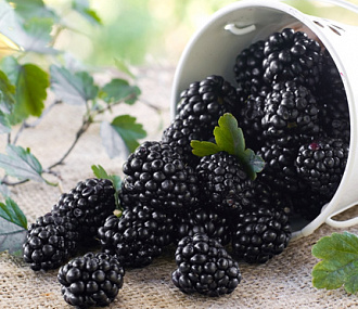 Frozen blackberries 10 kg