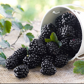 Фото Frozen blackberries 10 kg