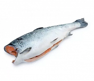 Frozen gutted coho salmon without head 0.4-1.3 kg