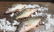 Preview Chinese perch 1-1,5 kg