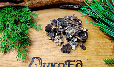 Preview Dried saddle fungus