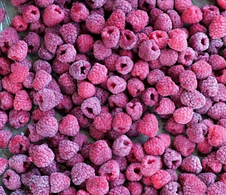 Quick-frozen raspberries forest 5 kg