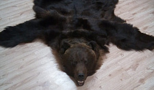Preview Bear skin carpet