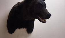 Preview Head (Cape) of a brown bear 1.9 m