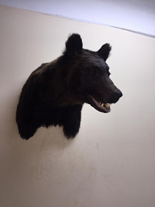 Превью Head (Cape) of a brown bear 1.9 m