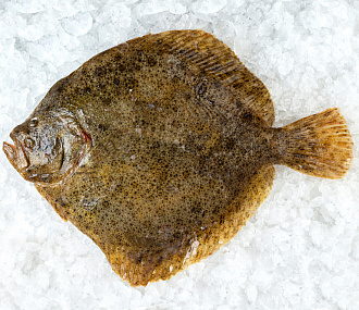 Flounder Kalkan, fresh frozen 3+ kg