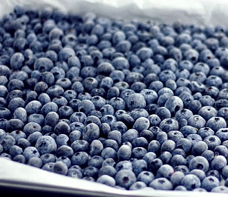 Frozen blueberries 19 kg