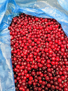 Превью Wild cranberry 10 kg (box)