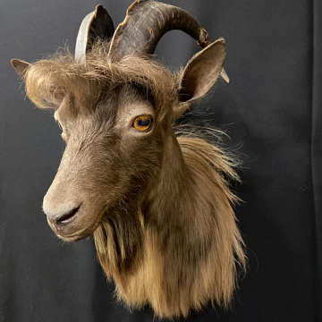 Фото Goat head
