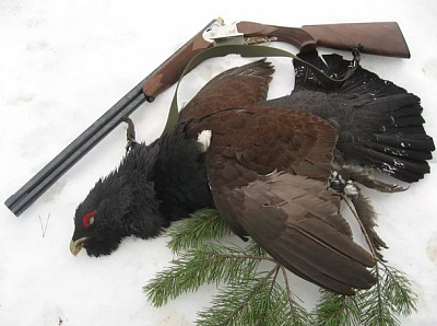 Превью Capercaillie female in feather