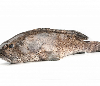 Grouper fish GROUPER(EPINEPHELUS SPP) whole, ungutted, s/m