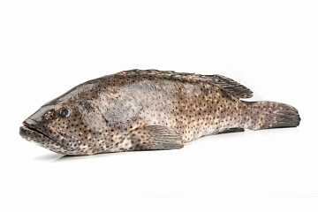 Фото Grouper fish GROUPER(EPINEPHELUS SPP) whole, ungutted, s/m