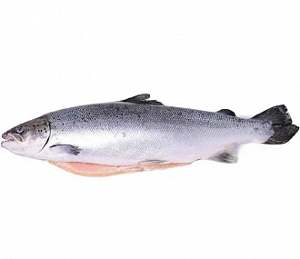 Fresh frozen wild salmon, ungutted, with head 4-7 kg