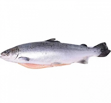 Фото Fresh frozen wild salmon, ungutted, with head 4-7 kg