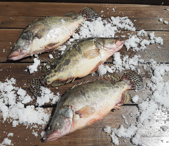 Chinese perch 1-1,5 kg