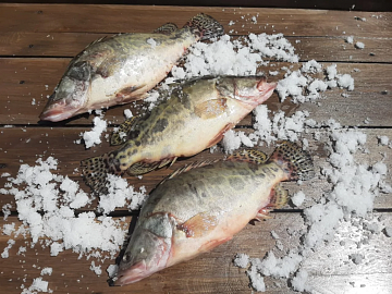 Фото Chinese perch 1-1,5 kg