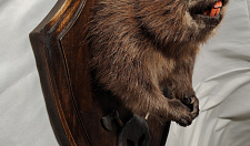 Preview Beaver with paws on a medallion