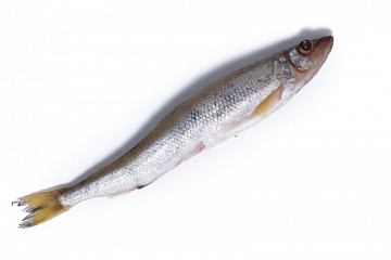 Фото Fresh-frozen Asian toothy smelt 23-26