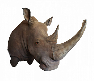 Rhinoceros on order