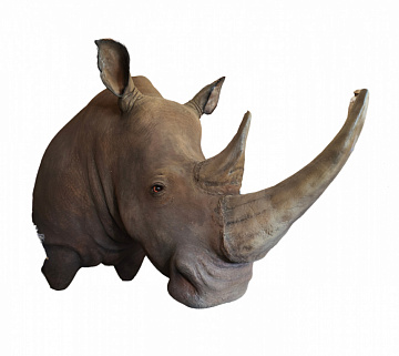 Фото Rhinoceros on order