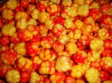 Фото Cloudberries in their own juice (frozen)