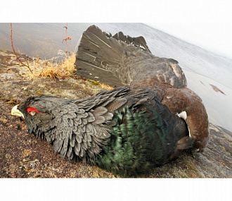 Capercaillie (in feather)