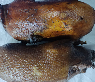 Young smoked duck