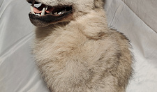 Preview Stuffed wolf
