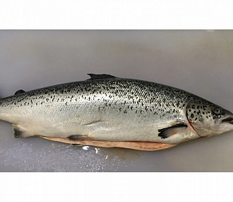 Salmon, fresh frozen 7-8 (aquaculture)