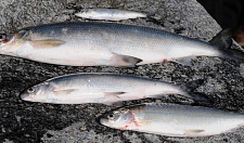 Preview Whitefish (0.3 - 1 kg)