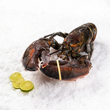 Фото Canadian lobster fresh frozen 500/800