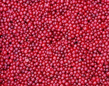 Фото Lingonberry (box 10 kg)