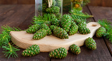 Фото young pine cones