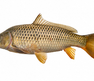 Uncut carp, whole (1.5-3.5 kg)