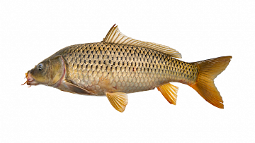 Фото Uncut carp, whole (1.5-3.5 kg)