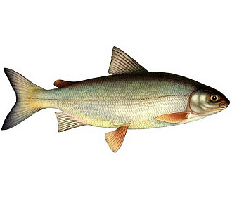 Whitefish (0.3 - 0.9 kg)