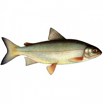 Фото Whitefish (0.3 - 1 kg)