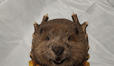 Preview Beaver on a medallion without paws