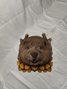 Превью Beaver on a medallion without paws