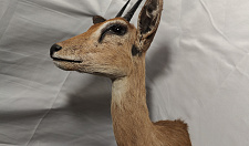 Preview Antelope stenbock