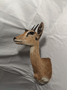 Превью Antelope stenbock