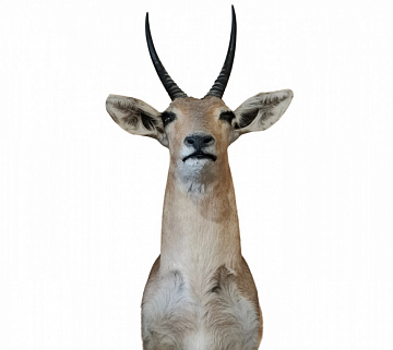 Фото Antelope Rehbok