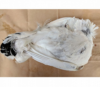 Polar partridge in plumage s / m