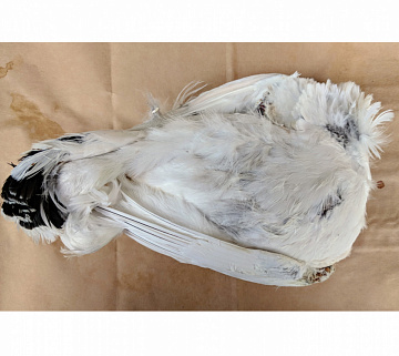 Фото Polar partridge in plumage s / m