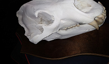 Preview Large Bear Skull