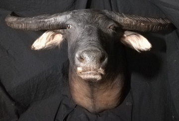 Фото Exclusive water buffalo head